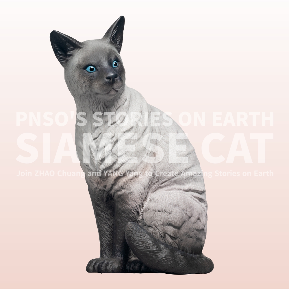 Saizeriya the Siamese Cat has a slender body, very slim, with almost no fat at all. It has slender limbs and an elongated, tapered tail. #pnso #animals #cats