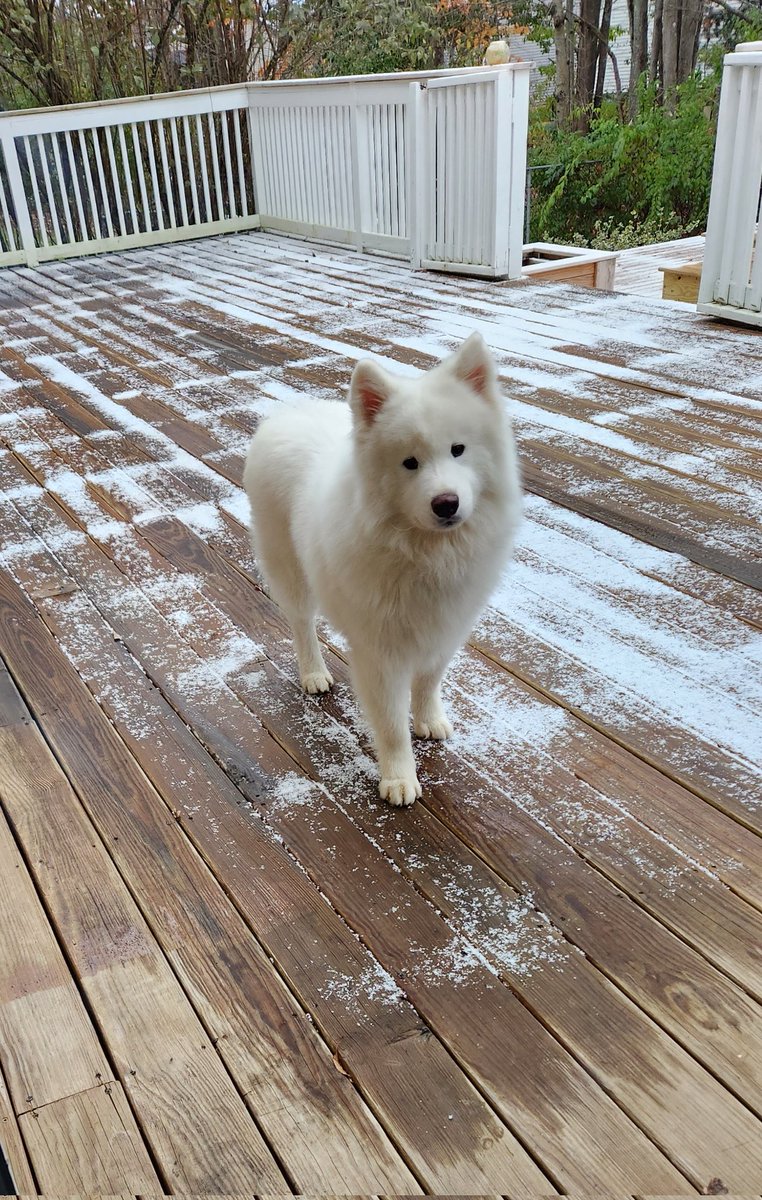 Joli the Samoyed and Angie the Samoyed tweet media
