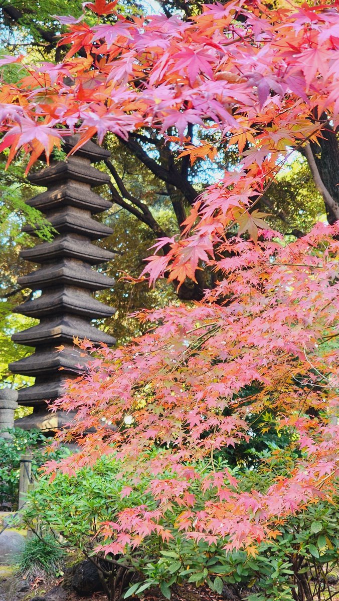 kyufurukawa's tweet photo. 今朝の紅葉状況です！！紅葉は見頃となり、日本庭園が鮮やかで美しいです😌今日も園長による旧古河庭園写真集をご覧ください🍁🍂　#旧古河庭園　#紅葉　#紅葉2023　#紅葉見頃 https://t.co/j70TAsflX0