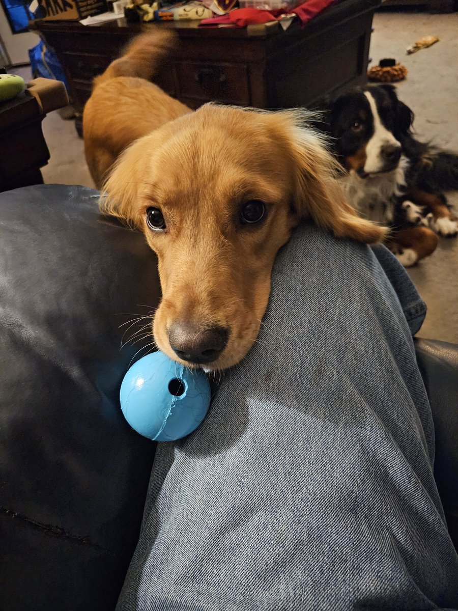 scfotoguy's tweet photo. Hello....
Your job is to throw the ball.
You are not throwing the ball.
I put it right here for you.
Why are you not throwing the ball?
THROW THE BALL!??!
#welovesnickers #goldenretriever #myearthangle https://t.co/0bJyYVpne9