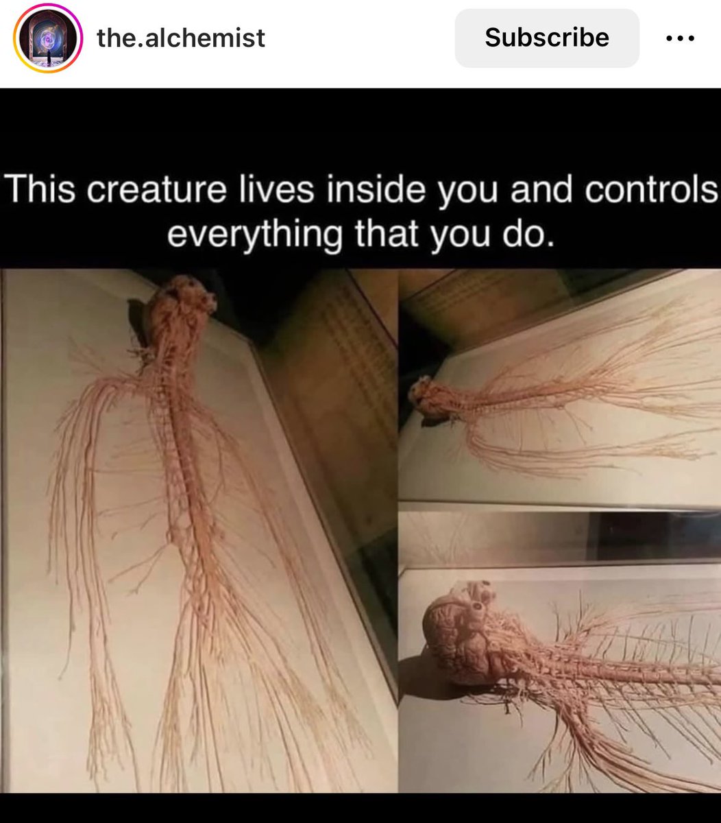 buddhasball's tweet photo. This image right here really fascinates me. Deep sea creatures evolved w lungs and bones. Or a hybrid of some sort.. credit is for name shown on IG account to my knowledge. I never had imagine us without bones! Kinda like an Octopus/ new images of creatures from the deep sea?! https://t.co/kfnXpD6PjY