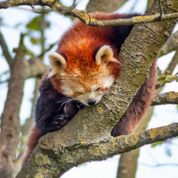 gang_redpanda's tweet photo. Follow me @gang_redpanda https://t.co/xXPaF5UshG