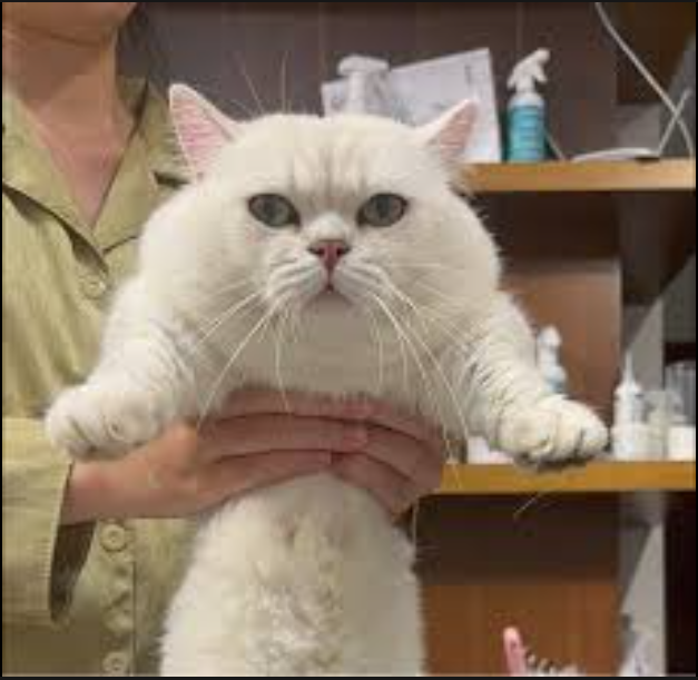 bay pass tweet media