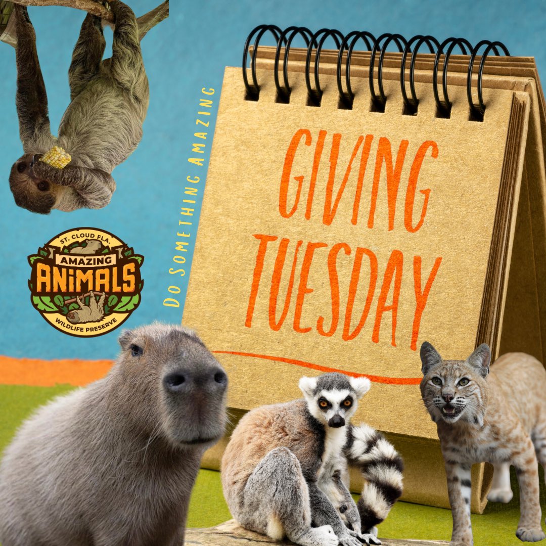 🌟 This #GivingTuesday, join us in fulfilling our mission to do something amazing for our natural world. Your support allows us to care for over 100 exotic animals and educate thousands of people each year about conservation.
Donation Options:
🔗 PayPal: paypal.com/paypalme/amazi…