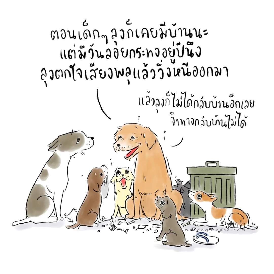 loOqiipOol's tweet photo. วันนี้อย่าลืมเอาน้องหมาแมวเก็บเข้าบ้านและเปิดเพลงให้เขาฟังคลายความกลัวกันนะ เปิดเพลงมันช่วยได้มากจริงๆ #วันลอยกระทง https://t.co/BV4mky6UNK