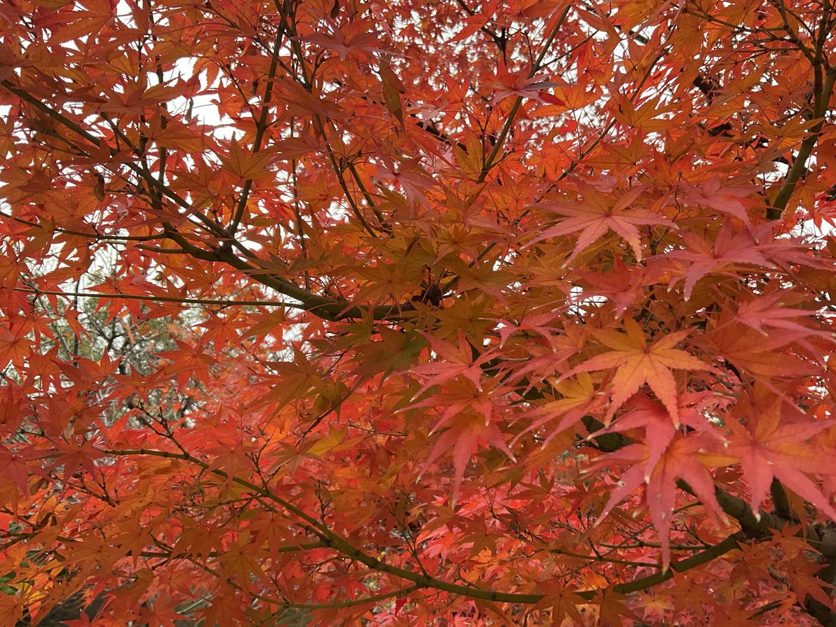 「気づけば紅葉が終わりかかっていてびっくりしました 」|EastBudのイラスト