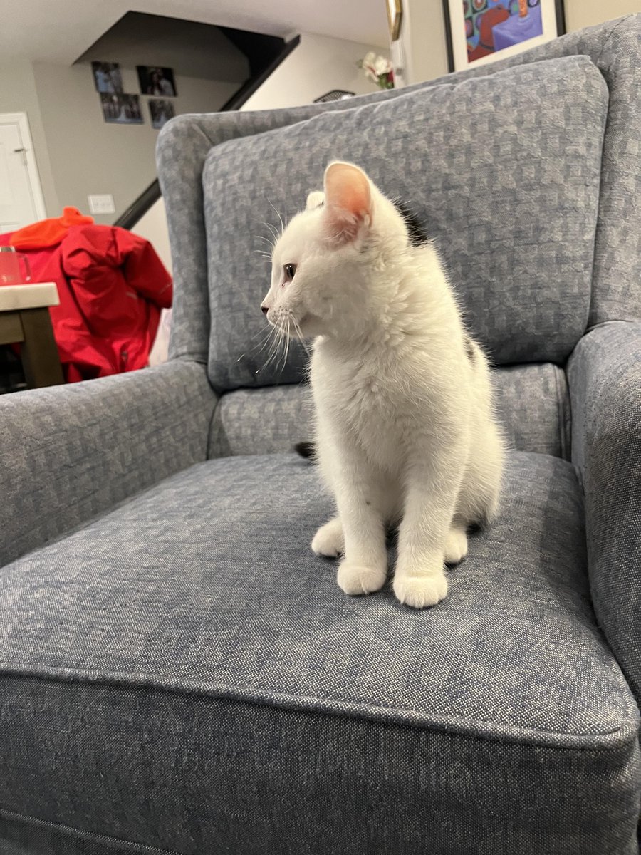 AWRofficialTM's tweet photo. New cat in the #AWR household! 

Tank! Named after @Gervontaa himself https://t.co/iH0Jb3qtkB