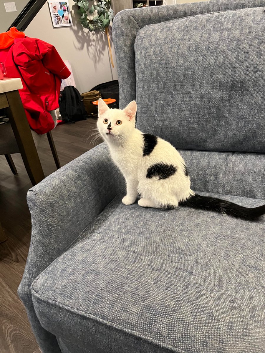 AWRofficialTM's tweet photo. New cat in the #AWR household! 

Tank! Named after @Gervontaa himself https://t.co/iH0Jb3qtkB