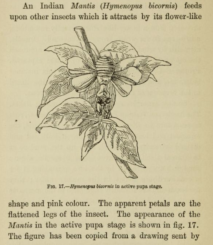 YuZengHiking's tweet photo. How natural history was communicated 130 years ago~ : line drawings that ignited the spirit of young adventurers. 
(source: The colours of animals : their meaning and use, especially considered in the case of insects by Poulton, 1890) https://t.co/YukSeDngMA