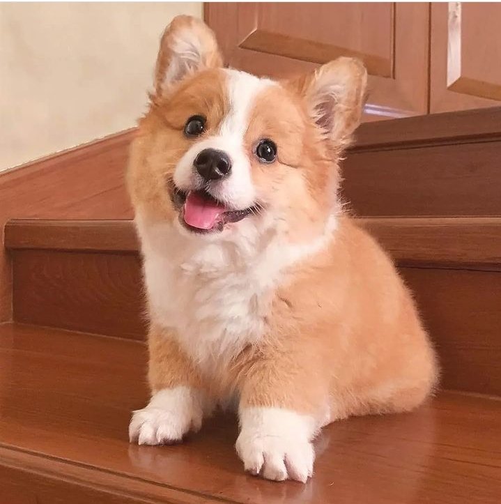 🐶 How cute is this corgi puppies?