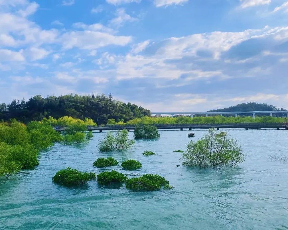 While wandering in Xiamen Xiatanwei Mangrove Park, you may spot egrets foraging in the wetlands and “forest” growing out of the sea surface. These clusters of mangroves are not only planted for a beautiful sight but also serve to protect the ocean. #VisitXiamen #CozyisXiamen