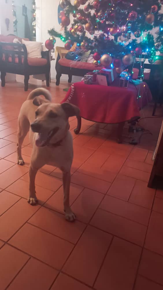 PerroUsuario's tweet photo. ACTUALIZACIÓN🐕abandonada en la caseta de vigilancia. ¡Una noticia que seguro alegrará a muchos! 🙏👏👏 RP @Viyury1: Hoy fue adoptada gracias a Dios. https://t.co/63oYijF0Vw