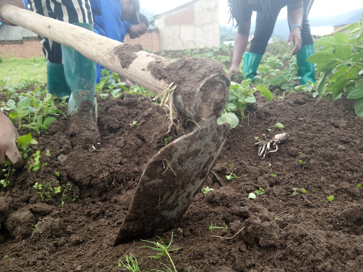 JoelOptimist1's tweet photo. Post-harvest losses are a major issue in #agriculture.

 They can occur due to improper #handling, #storage, or #processing of crops. 

This can lead to a loss of #income for farmers and a decrease in #food availability for consumers. https://t.co/8S5hUlM9eQ