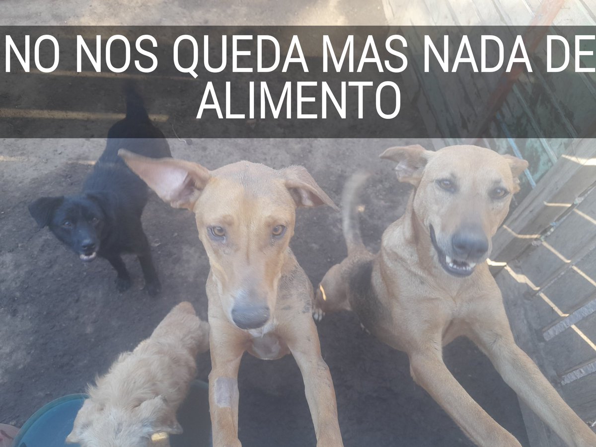 YA NO TENEMOS NADA QUE DARLES DE COMER A LOS MAS DE 100 ANIMALES QUE TENEMOS A CARGO
Nos quedamos sin nada de alimento!! Hoy les dimos lo último ya no tenemos nada de nada. Necesitamos AYUDA URGENTE O NO TENDREMOS NADA QUE DARLES DE COMER MAÑANA