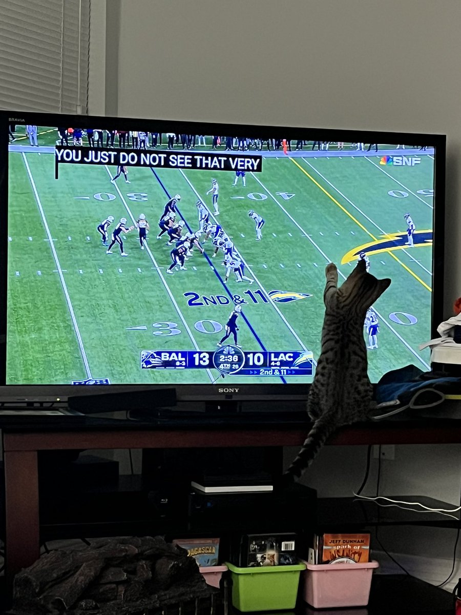 BourbonNBball's tweet photo. Kitten wants in on the game again 🤣😅🥹 #foozeball #imissbaseball https://t.co/h3b6OowvBw