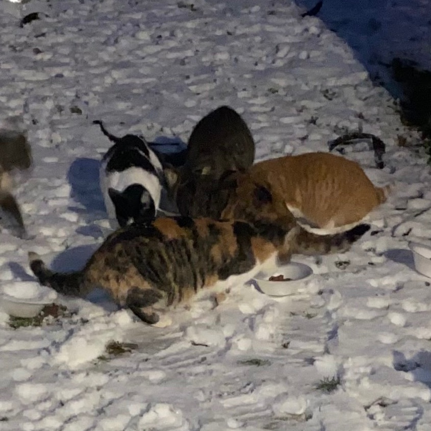 Please help -give them a better future 
spot.fund/z4s45sc