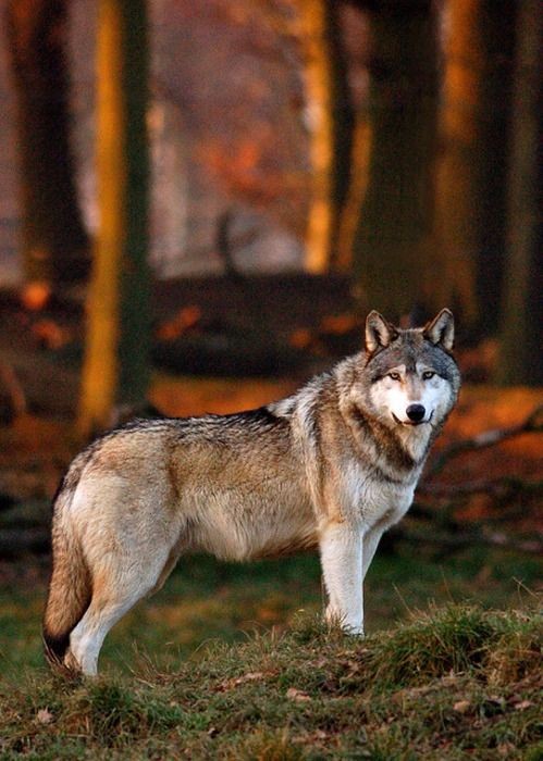 natives_wolf's tweet photo. “The wolf's clear, intelligent eyes brushed her soul, as if he saw all of her secrets in a single glance.” 🐺
- Laura Lam

#Harbs #BABYMONSTER #Mondayvibes #wolf #wolves #Wolfpack #wolfwren #wolflover
#wolfovers #woofdog #wolfpuppies #puppy #puppies https://t.co/n4W807HglE