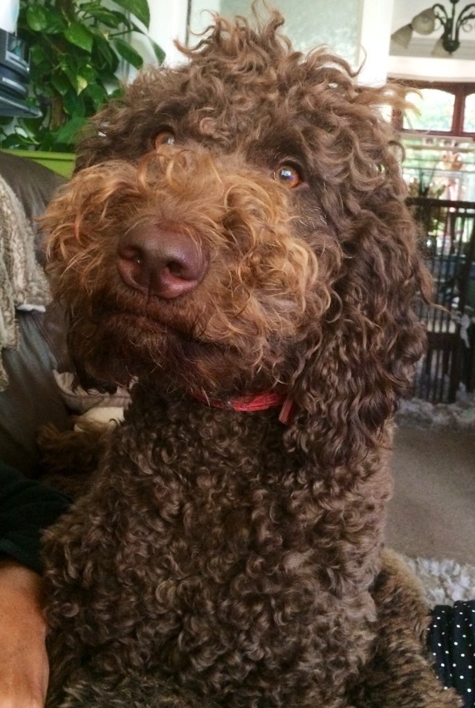 DiamondChrissie's tweet photo. An awful day, our girl Bonnie had emergency surgery for #pyometra - an awful disease we had never heard of! A major risk in older, un-neutered female dogs. Each time we took her to be neutered she had a phantom pregnancy. Who knew that was a risk indicator for the future?! https://t.co/7hzEzm86U7