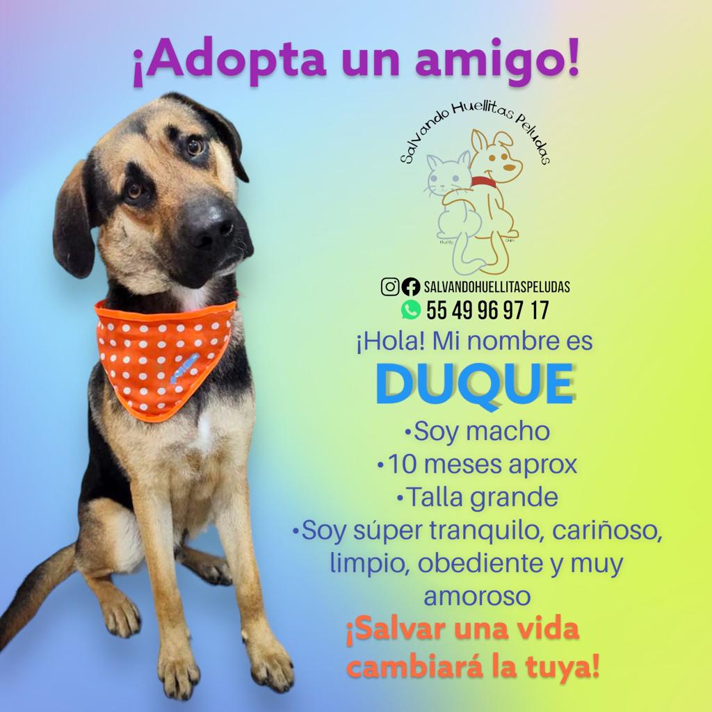 Horacitu's tweet photo. Comunidad: ¿Me ayudan con retuit para encontrar un hogar para DUQUE?
Para mayor información, escribir a SALVANDO HUELLITAS PELUDAS.
#AdoptaNoCompres #AdopcionResponsable https://t.co/xtfUlmidfi