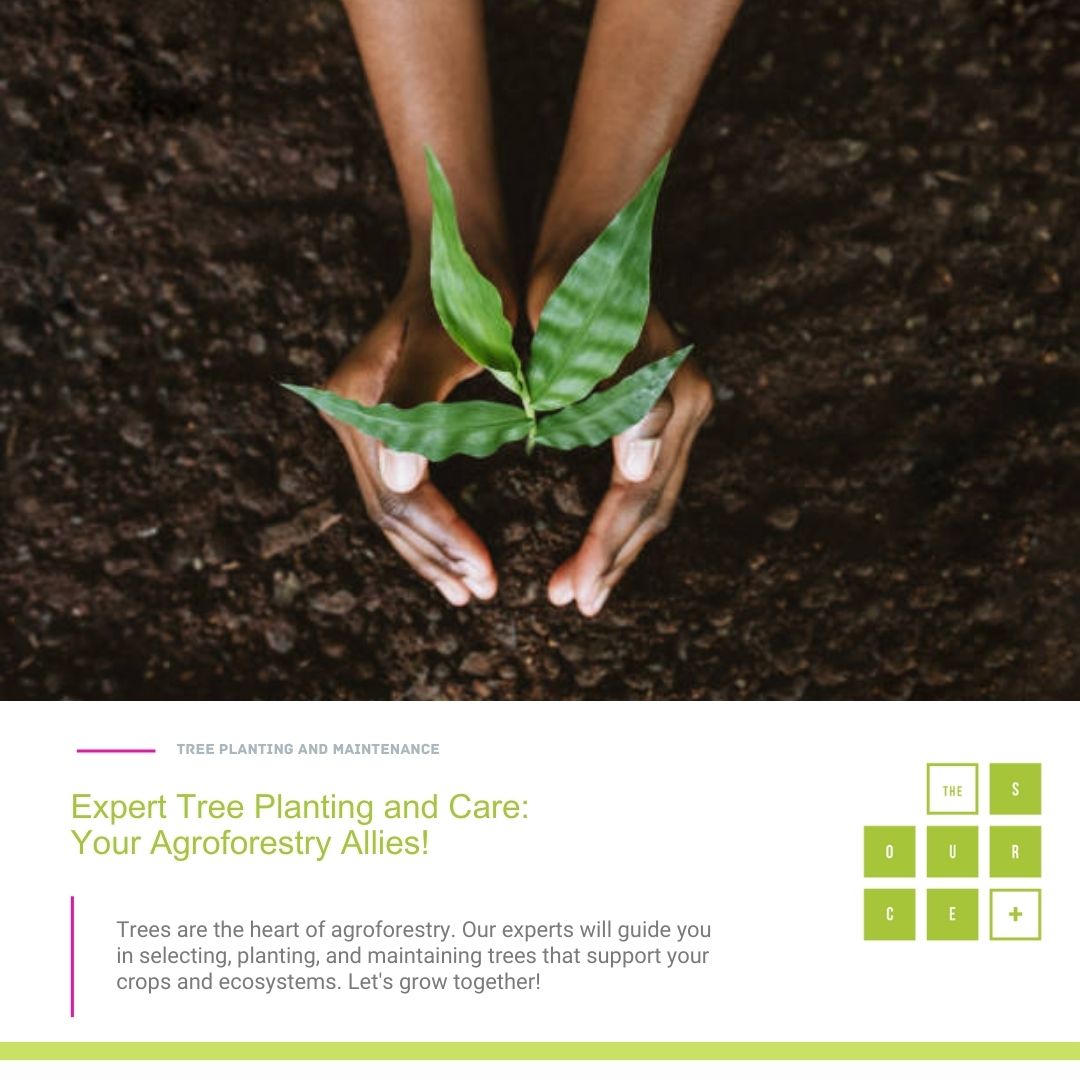 Expert Tree Planting and Care:
Your Agroforestry Allies! Trees are the heart of agroforestry. Our experts will guide you in selecting, planting, and maintaining trees that support your crops and ecosystems. Let's grow together! <a href="/ICRAF/">World Agroforestry</a>, <a href="/FAO/">Food and Agriculture Organization</a>, <a href="/BeeConservancy/">Honeybee Conservancy</a>, <a href="/BioversityInt/">Bioversity International</a>