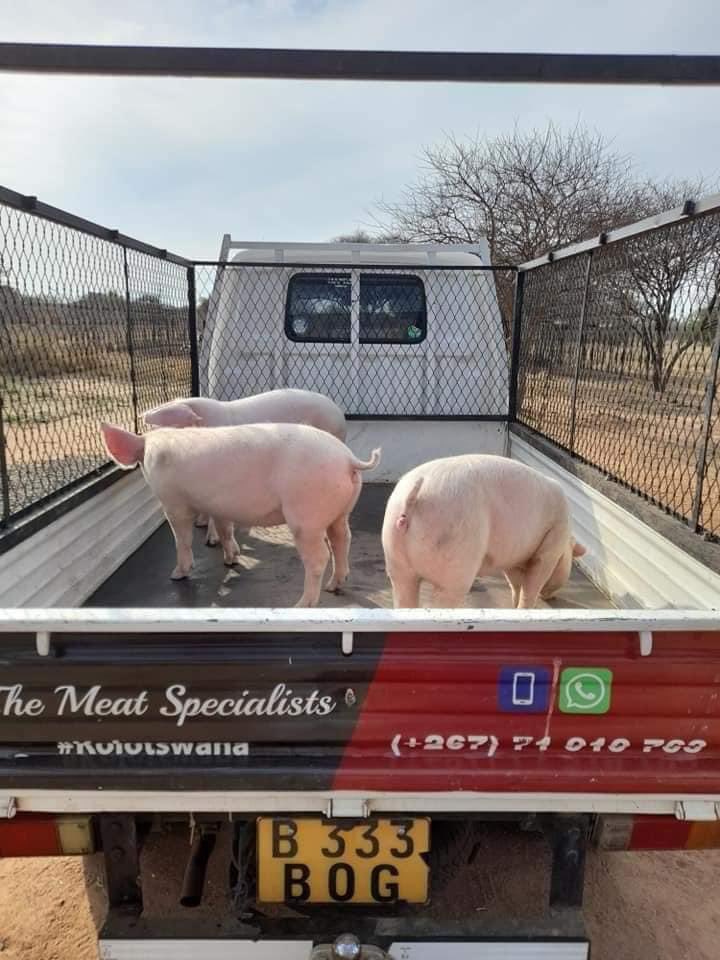 Agric_young's tweet photo. Lenny Tladi is a pig #farmer &amp; co-founder of Katleng Meat Ranch, based in Morwa, Botswana. Lenny’s piggery has been able to penetrate the meat #processing &amp; packaging industries. They also sell a variety of fresh pork products &amp; distribute other meats.
#agriculture #farming #pigs https://t.co/ZT91Dg4tzL