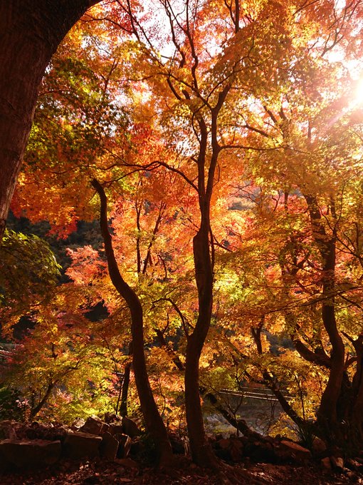 「秋 風景」のTwitter画像/イラスト(新着)｜2ページ目