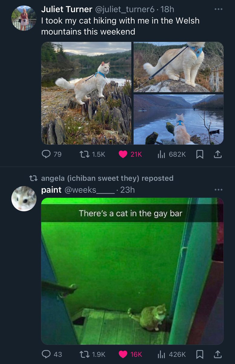 gwubbyp's tweet photo. two kinds of cats https://t.co/gE1vQZMaDp