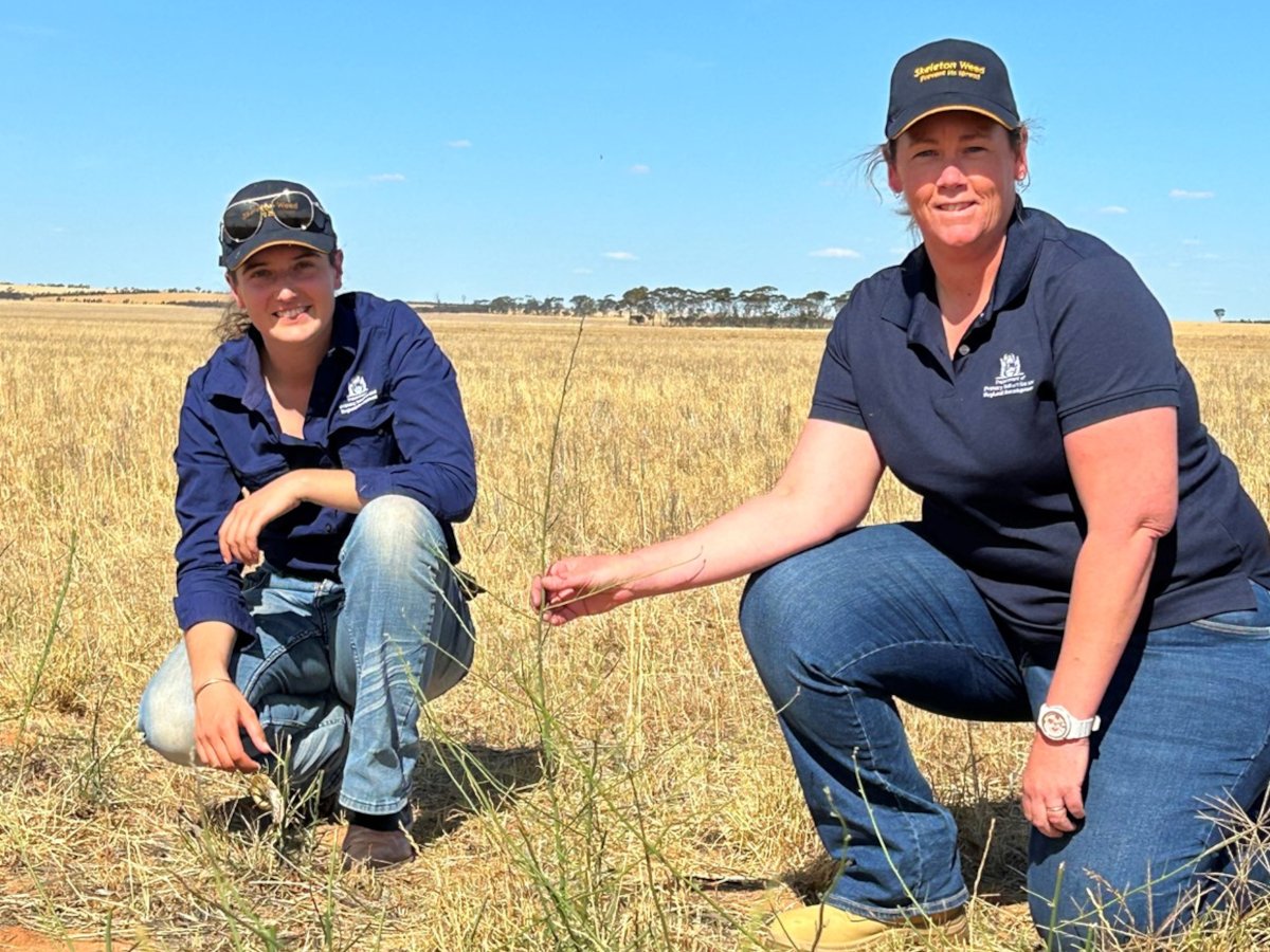 The 2023 summer search campaign for skeleton weed is underway! 👀📷Please report any suspect plants using the MyPestGuide Reporter app, contact @DPIRDWA's Pest &amp; Disease Info Service 9368 3080 or email padis@dpird.wa.gov.au

Learn more: DPIRD media release bit.ly/47HdBmg