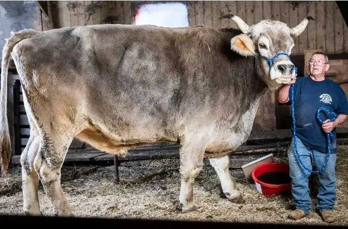 THE GIANT MALE BULL SET A GUINNESS WORLD RECORD FOR HEIGHT
A brown bull named Tommy, 13 years old from Chshire, Massachusetts, USA, has recently been awarded the title of the world's tallest male bull.
Tommy is a Swiss brown bull who has been living with the Balawebder family on