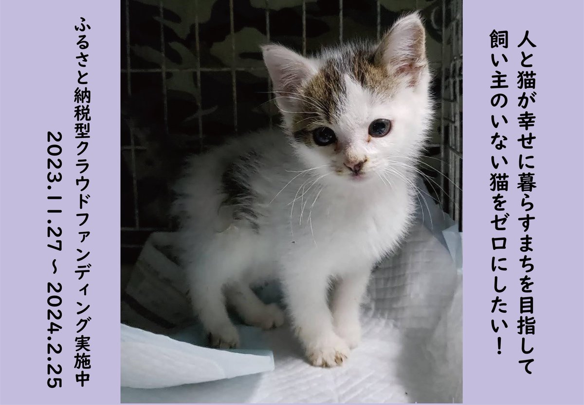 【人と猫が幸せに暮らすまちを目指して
ふるさと納税型クラウドファンディング実施中！】

飼い主のいない猫の不妊去勢手術費や地域猫活動、TNR活動推進にかかる費用として大切に活用させていただきます。ご協力よろしくお願いします。

期間：2023/11/27～2024/2/25(90日間)
furusato-tax.jp/gcf/2792