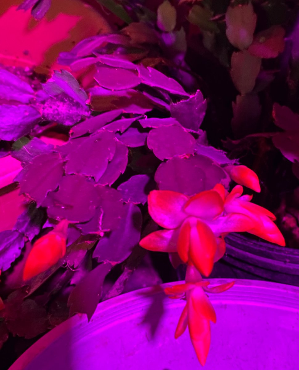 TealSeptember's tweet photo. #ThanksgivingCactus #cactus #cactuses #containerplant #pottedplant #myplants2023 #SaveTheBees #cactusblooms #cactusflower #flowers #flower #plantlife #iloveplants #Succulent #succulents #plantmom #gardening #garden #flowertherapy #cactusblooming https://t.co/Vo2J6JQruH