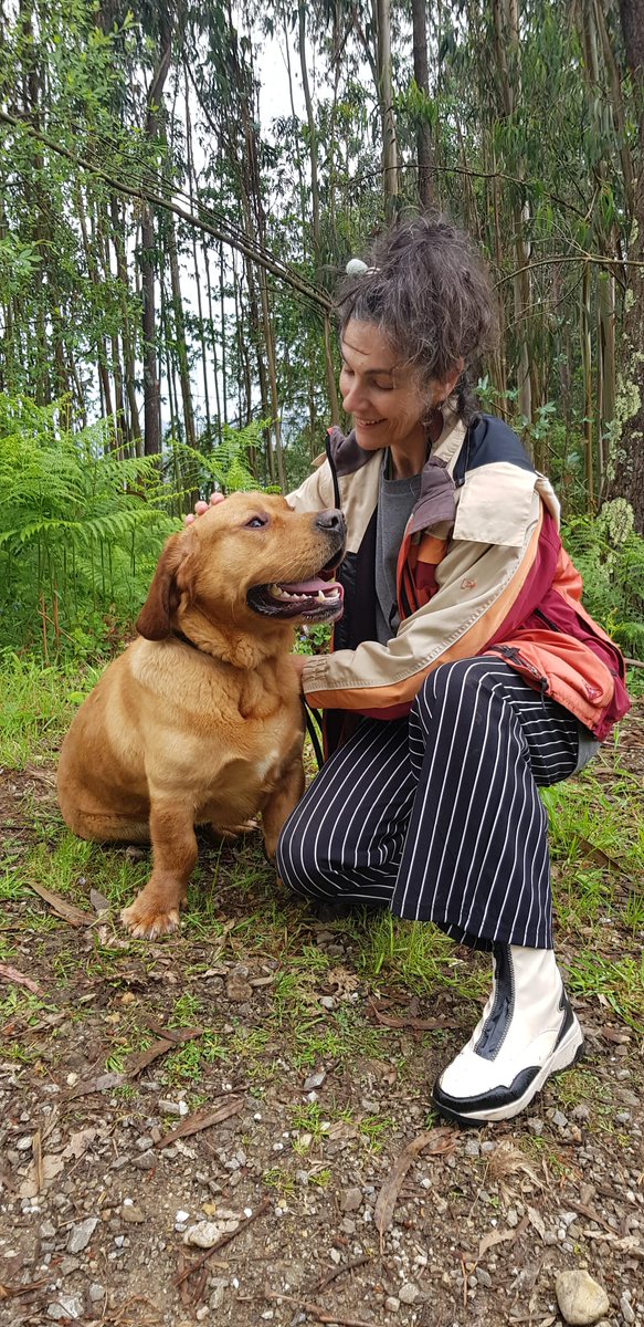 Marquesiño en adopción💚 Fue uno de esos 'regalos de usar y encadenar' cuando dejan de ser cachorros. Es tierno, bonachón, sociable con humanos y peludos. Necesita una familia para siempre, si puedes ser tú, llámanos 📞604 00 39 50 [A Coruña] 📷3 añitos. Chipeado, esterilizado