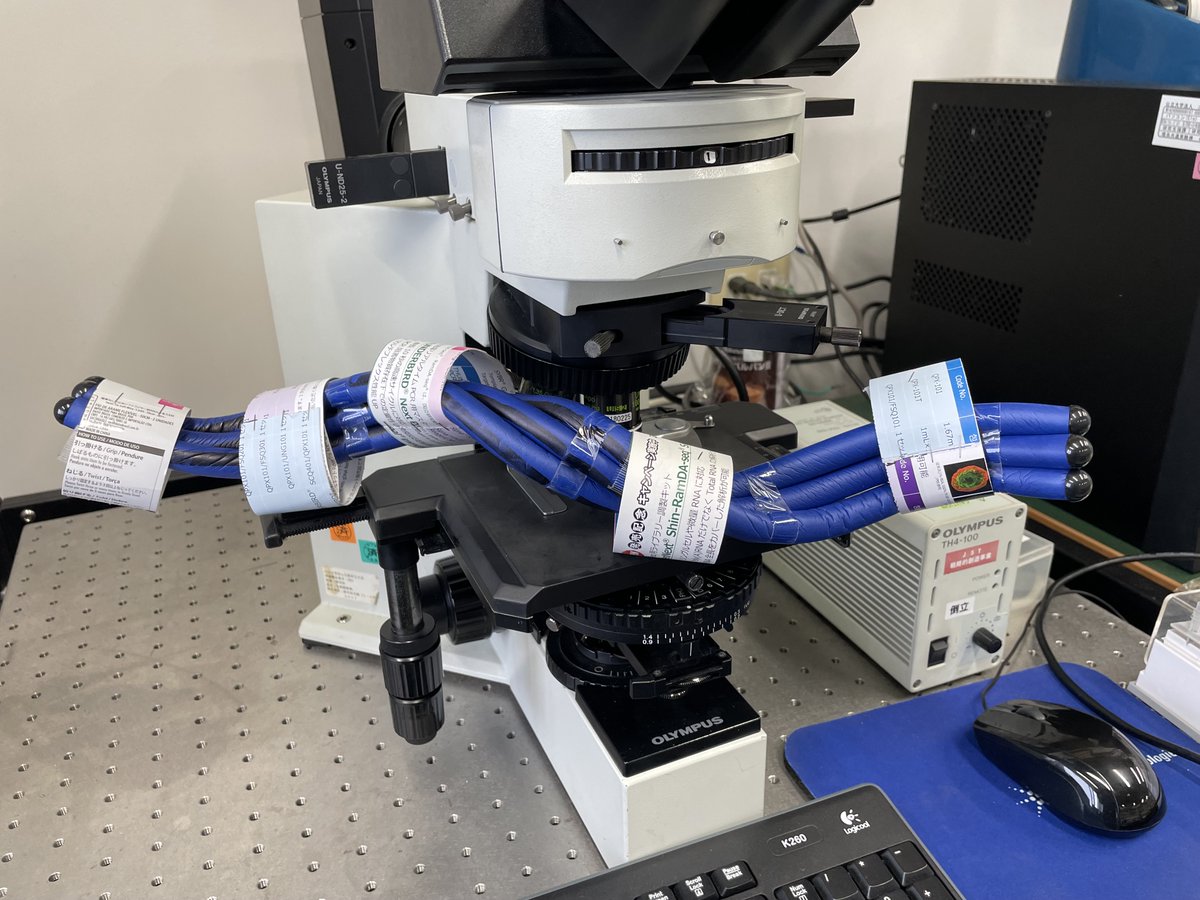 miyata_makoto's tweet photo. We have made a lethal weapon model for Spiroplasma helix switching swimming. DAISO soft wires present individual filaments in the ribbon. The cell body is presented by paper bands. #Spiroplasma #Softwire #DAISO https://t.co/NeBnzRD2Xo