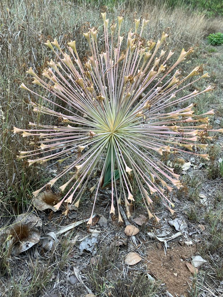 Hillside Dams (@hillsidedams) on Twitter photo Discover the beauty of the <a href="/HillsideDams/">Hillside Dams</a>! ๐ฟ Last week, we marveled at the Boophone disticha seed cluster. However, it's disheartening that someone chose to cut and take it for themselves. Be a guardian of our precious biodiversity by joining us in patrols and becoming a member. Discover the beauty of the <a href="/HillsideDams/">Hillside Dams</a>! ๐ฟ Last week, we marveled at the Boophone disticha seed cluster. However, it's disheartening that someone chose to cut and take it for themselves. Be a guardian of our precious biodiversity by joining us in patrols and becoming a member.