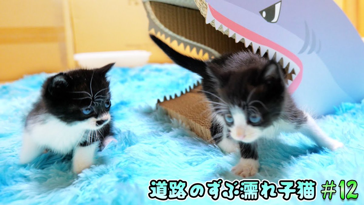 MeowMoeDotCom's tweet photo. 子猫部屋がシーパラダイスに🌊ボス吉との関係にも希望の光⁉【道路のずぶ濡れ子 ...
 
https://t.co/oCl34aehMg
 
#AfterThat #Blue #BodyWeight #Cat #Cry #Cute #Emergency #FirstTime https://t.co/tAWpG7qXue