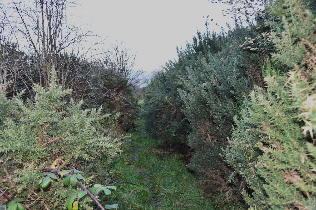 A good turnout of our Conservation Volunteers clearing a long stretch of overgrown pathway on the path at Westlands Road. Heavy duty equipment helped get the job done in a morning. Before, During and After pictures plus the team of volunteers (Billy Shields took the picture)