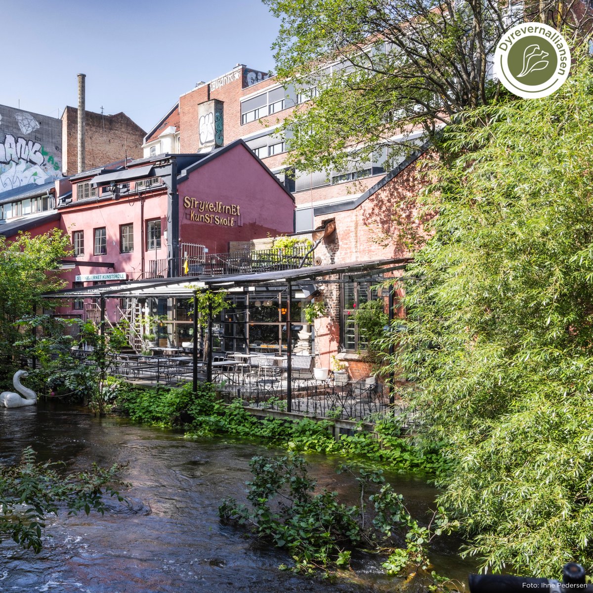 Er du vår nye kollega? Dyrevernalliansen søker manager til sosiale medier! 

Vi vet det er mulig å skape store endringer. Vil du bli med på å skape historie? 

Les mer: dyrevern.no/dyrevern/manag…

#dyrevern #dyrevelferd #kommunikasjon #some #sosialemedier