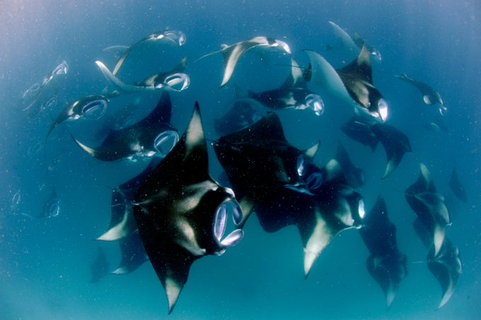 🧬Reminder about the PhD project I'm currently advertising on manta and devil ray conservation genomics with the @MantaTrust and @TheDickVet The project can now be applied for through two routes 👇 If you're interested, please submit applications to both 🌊 📷 Guy Stevens