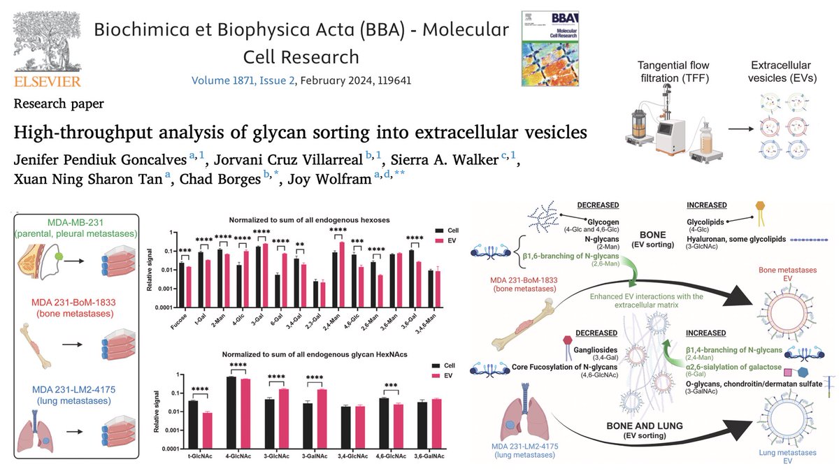 Do breast cancer cells sort sugars in #ExtracellularVesicles? Check out our latest publication <a href="/DrJeGoncalves/">Jenifer Goncalves</a> <a href="/UQ_EAIT/">UQ Engineering and Technology</a> <a href="/AIBNatUQ/">AIBN Research</a> authors.elsevier.com/a/1i8Y6c5IDmcKa