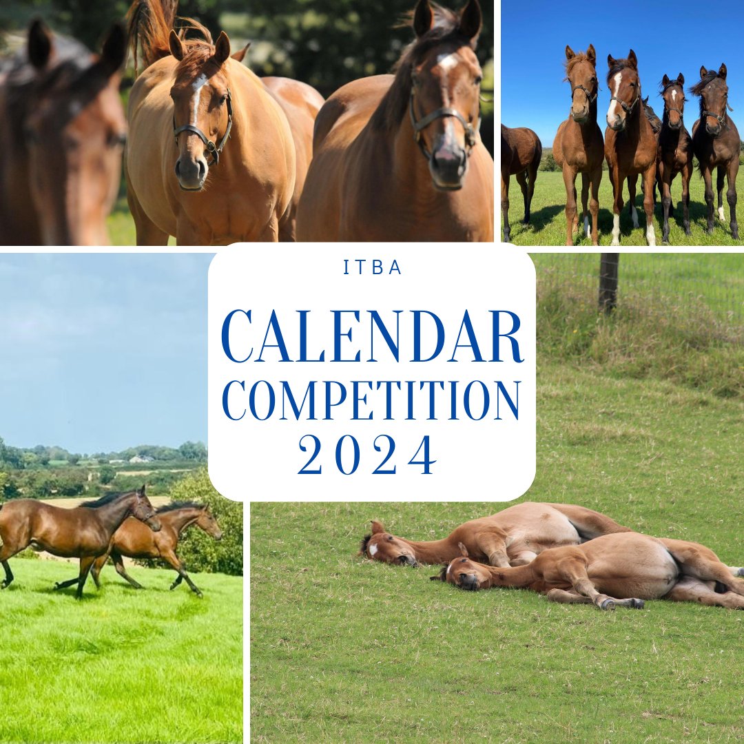 ITBA_Official's tweet photo. 📸A huge thank you to all those who sent in their images for the 2024 Calendar Competition.

🎉Congratulations to our winner, Gabriel O'Gara, with his winning shot of his horses.

Thanks to all who got involved!

#studfarmlife #throughthelens https://t.co/rqpnYKCXf4