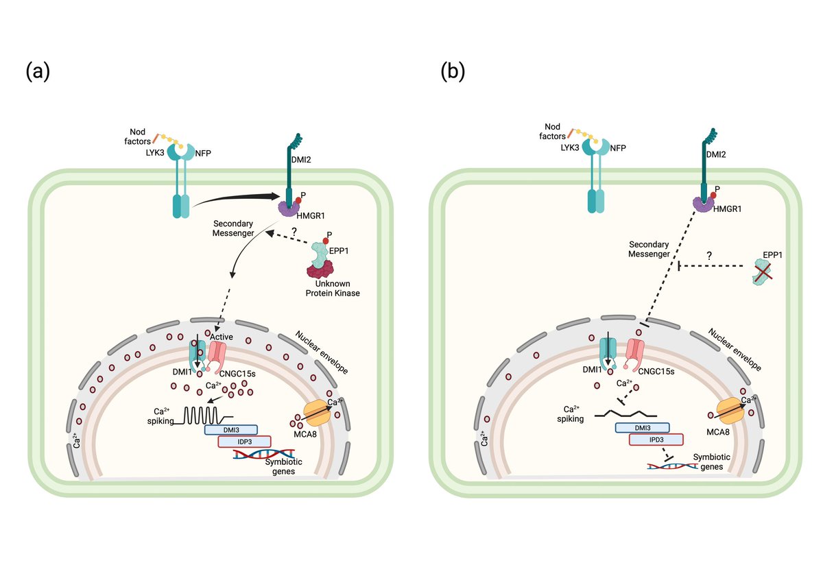 Nice collaboration with @JeanMichelAne and @PierreMarcDelau 
Early Phosphorylated Protein 1 is required to activate the early rhizobial infection program - Ferrer‐Orgaz - New Phytologist - Wiley Online Library nph.onlinelibrary.wiley.com/doi/full/10.11…