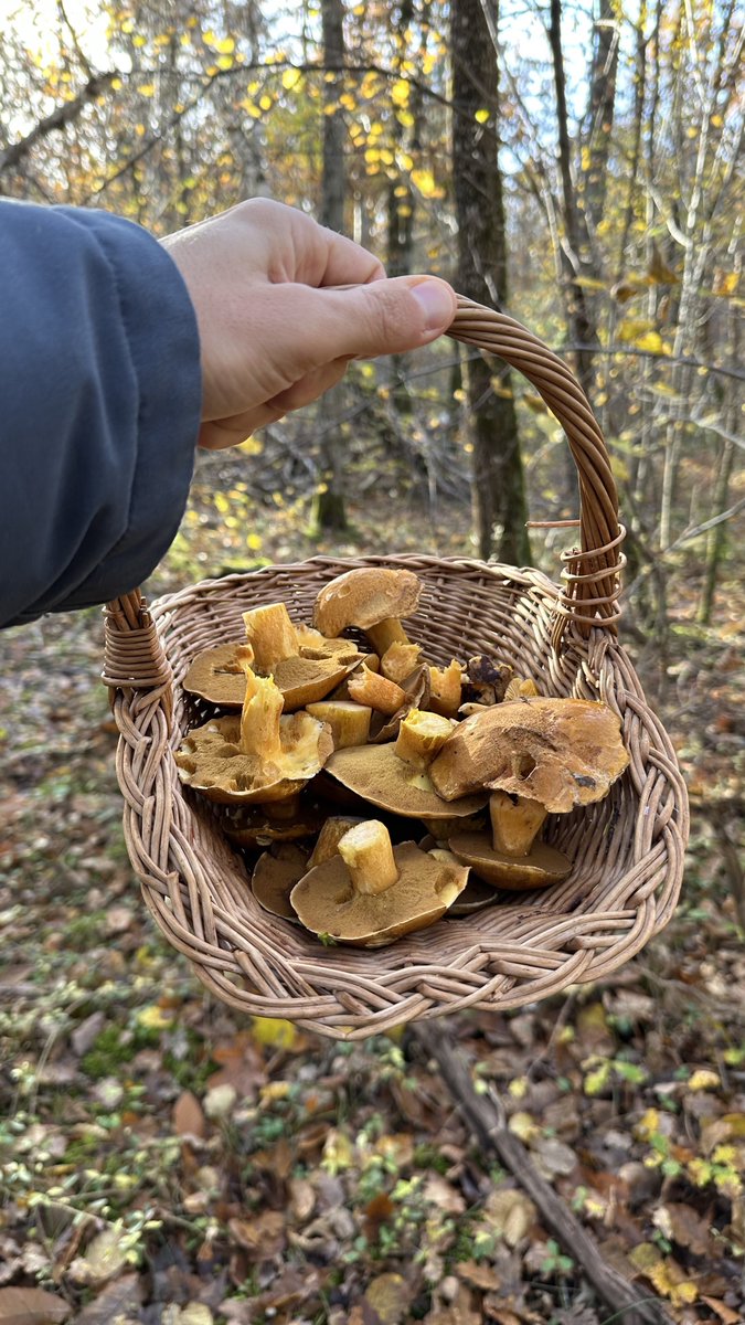 Père / Fils : 2 états d'esprit différents 

Le 1er retourne toujours au même endroit, en espérant retrouver les mêmes champignons.

Le 2ème pars découvrir des nouveaux endroits, en ne sachant pas si il va en trouver.

Tu fais partie de quel team ?