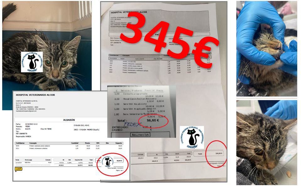 CocoferFelina's tweet photo. D.E.P. Este pequeño estaba enfermo en su colonia,pero no pensábamos que tanto. Le trataron en la clínica Vellcan, y por la noche hubo que acudir al hospital de urgencias Alcor.  𝗤𝘂𝗲𝗱ó 𝗶𝗻𝗴𝗿𝗲𝘀𝗮𝗱𝗼 𝗽𝗲𝗿𝗼 𝘀𝘂 𝗮𝗴𝗼𝗻í𝗮 𝗲𝗿𝗮 𝗶𝗻𝘁𝗲𝗻𝘀𝗮 𝘆 𝗳𝗮𝗹𝗹𝗲𝗰𝗶ó.(+)
⬇️ https://t.co/KJKB5AJ2Qh