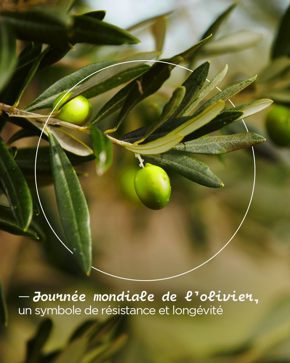 L’#olivier est l’un des arbres fruitiers les plus résistants au monde. Le plus vieux donne toujours des olives, et il avoisine 4000 ans !