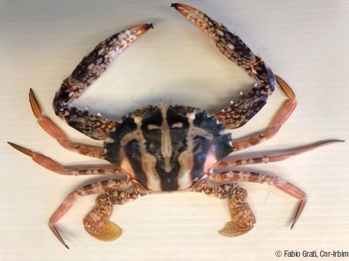 Another #AlienSpecies in the Adriatic Sea! A group of researchers from the <a href="/CnrIrbim/">IRBIM CNR</a> announces the discovery of the Indo-Pacific species #Charybdisferiata, aka #CrucifixCrab, which common name comes from the distinctive cross-shaped mark on the carapace.