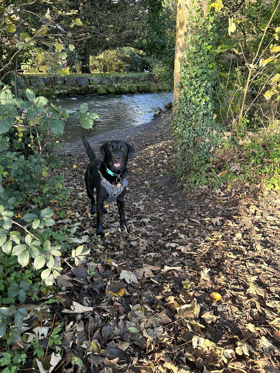 DebPrigg's tweet photo. @Dr_BellaR @doctorshaib Alfie sends his love x https://t.co/QJYzi8e52T