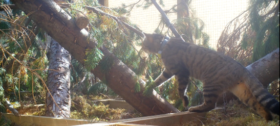 SaveOurWildcats's tweet photo. A young wildcat is suddenly faced with the daunting prospect of freedom. It can go anywhere it likes and do anything it wants. What does it do? 🐾

Find out more about the incredible 30km journey one of the released wildcats made to @MarLodgeNTS ➡ https://t.co/R2Eons4Hk8 https://t.co/3MG9rZVY3j