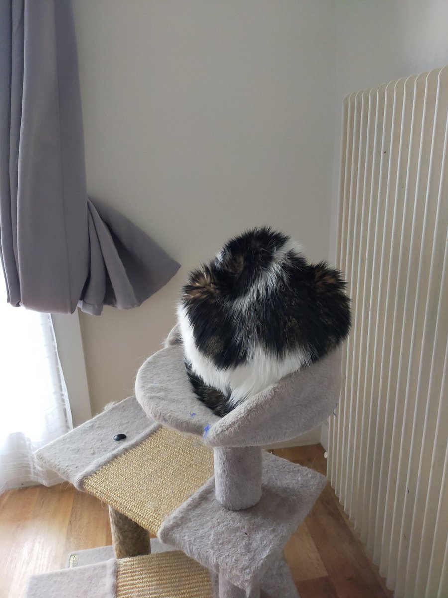 SMalledent's tweet photo. J'avais dit "ne pas déranger" du coup voilà ce que tu vas regarder pour un petit moment, non mais oh 😾😾 https://t.co/ILcD1PUrTe