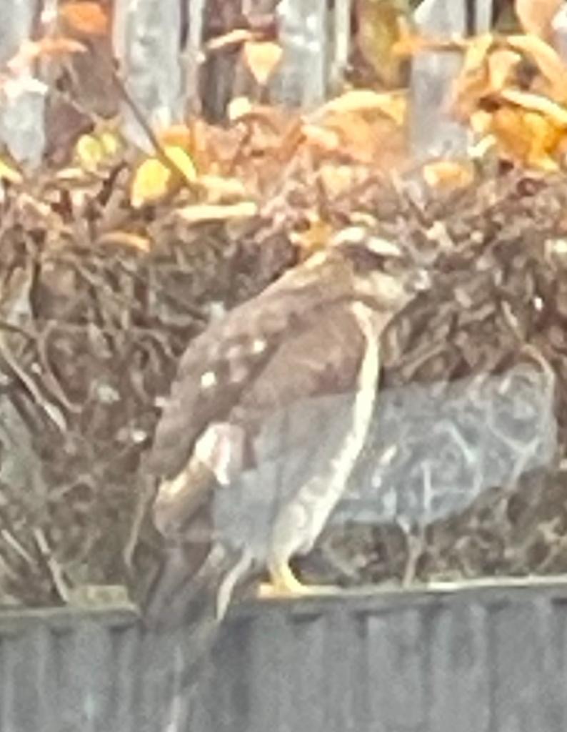 kendoesstuff's tweet photo. @BillOddie @ChrisGPackham @britishbirds Can you settle an office argument for me? I'm saying Goshawk, others say buzzard. https://t.co/xLI12lOA0i