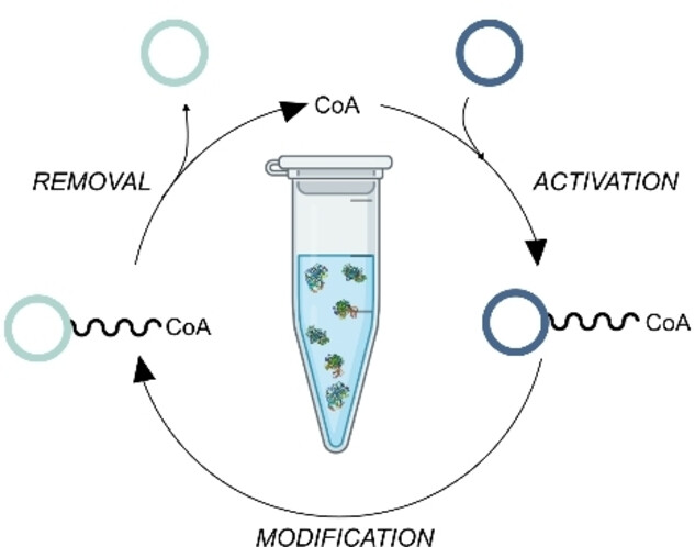 HetBiocat's tweet photo. Very happy to see our review published in @ChemBioChem We systematically analyze cell-free CoA-dependent biosynthetic pathways for chemical manufacturing. Excellent teamwork of Ale, Laurine, and Idania #METACELL @CICbiomaGUNE
https://t.co/mVBirwAF34 https://t.co/14Ms14Vws4